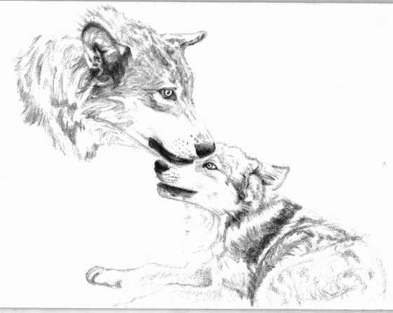 <img:http://fc06.deviantart.com/fs14/f/2007/080/d/d/Wolf_Adult_and_Pup_by_Lonemtnwolf.jpg>