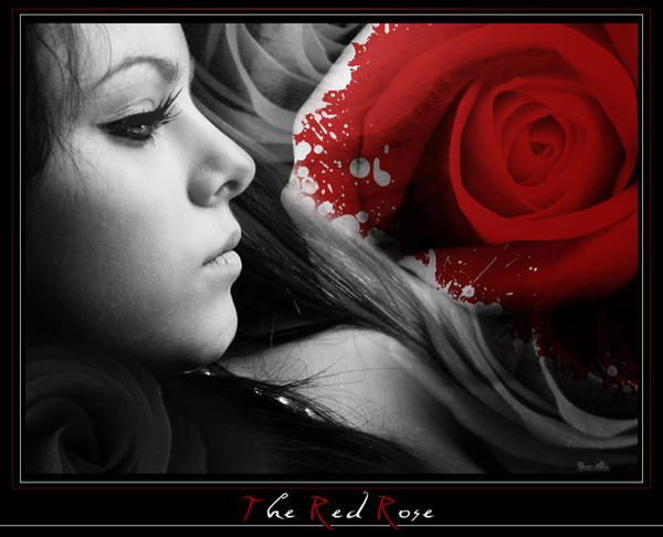 http://fc06.deviantart.com/fs14/i/2007/055/f/c/The_red_Rose_by_Tamilia.jpg