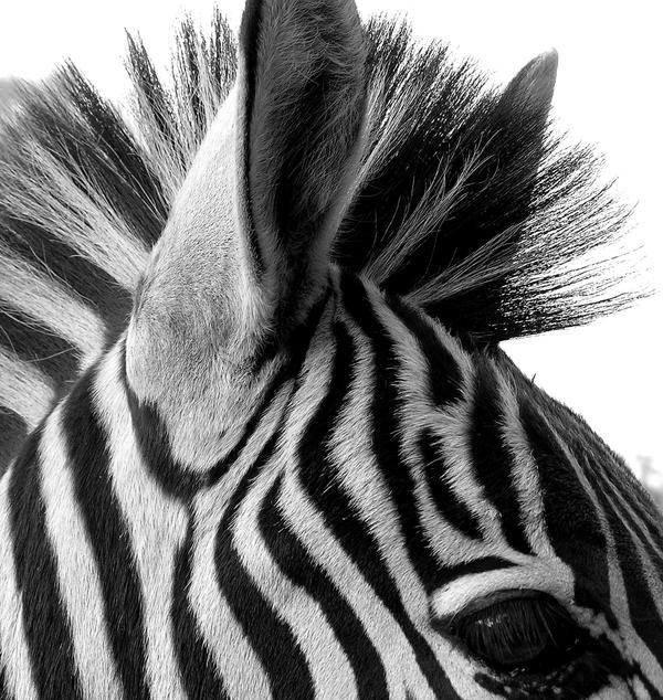 Zebra_Black_and_White_by_Jenvanw.jpg
