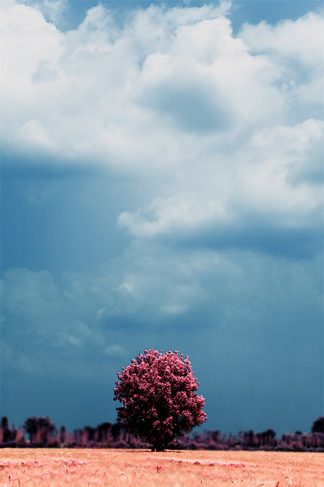 lonely tree by theprodiqy