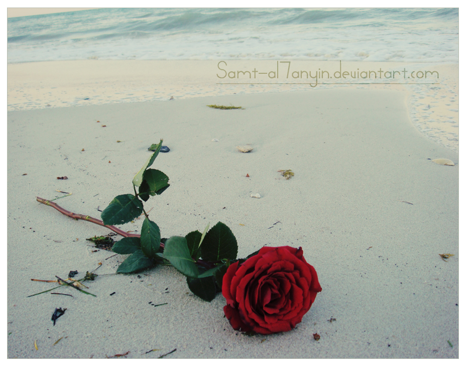 Lonely Rose    I by Samt al7anyin