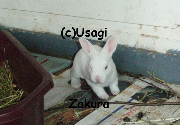 Yukimaru_the_bunny_by_Usagi_Zakura.jpg