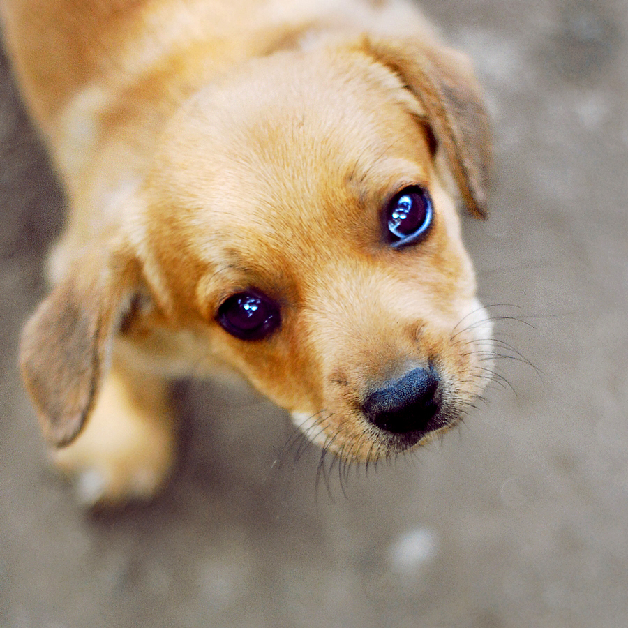 puppy eyes by ciuky