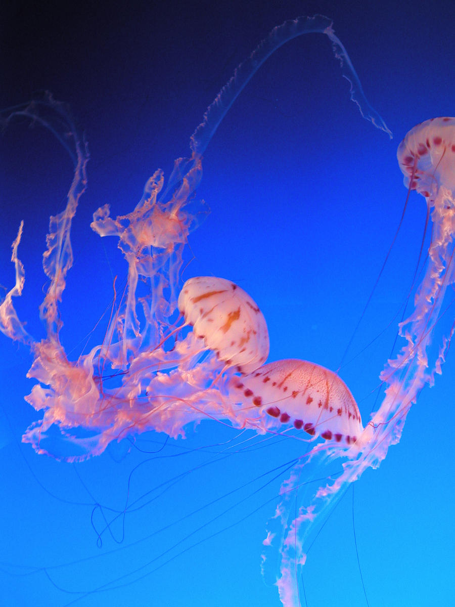Monterey Aquarium JellyFish 2 by RoseOnyxis