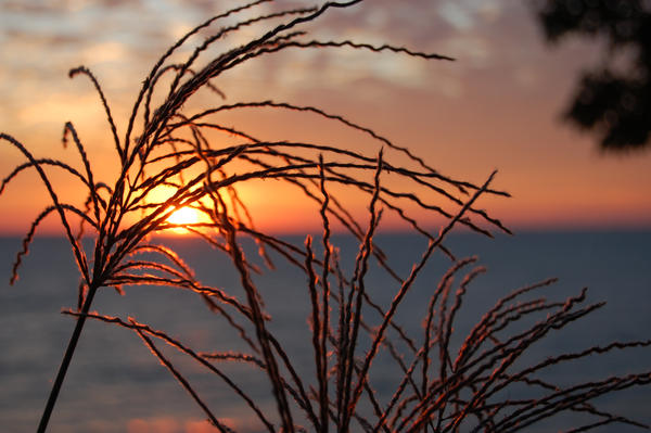 Annie Swier - Beach Grass Sunset